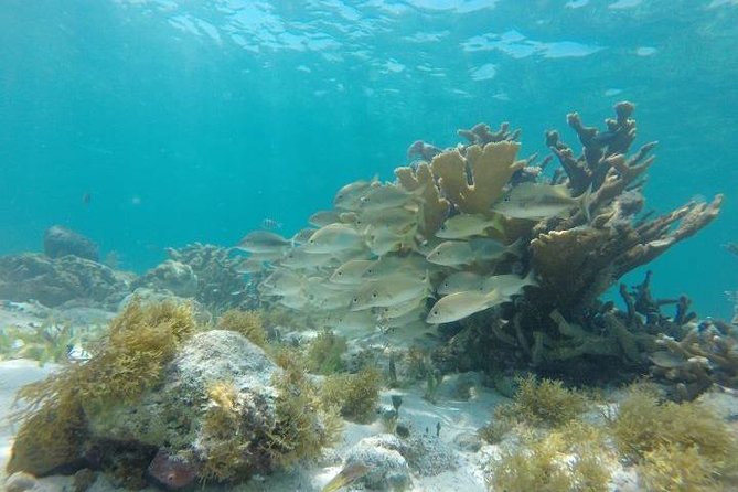Reef Snorkeling & Jungle Speedboat Adventure with Mayan Ceremony - Lunch, lockers, and the included comforts you’ll actually use