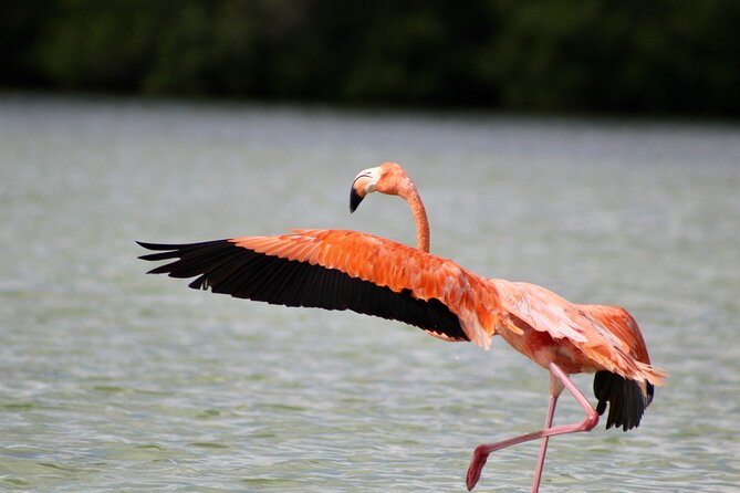 Rio Lagartos+Coloradas Tourist Collective (Lake Rosa)+Cenote - Key things to know before you go