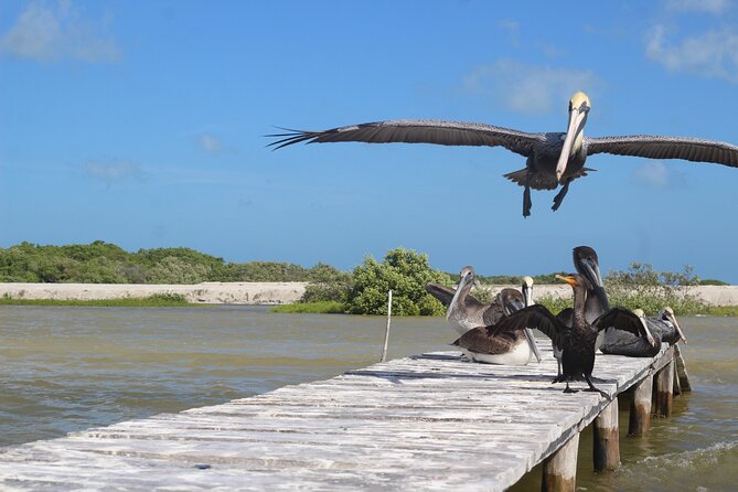 Rio Lagartos+Coloradas Tourist Collective (Lake Rosa)+Cenote - Cenote Hubiku: swim, then tastings plus a Yucatecan meal