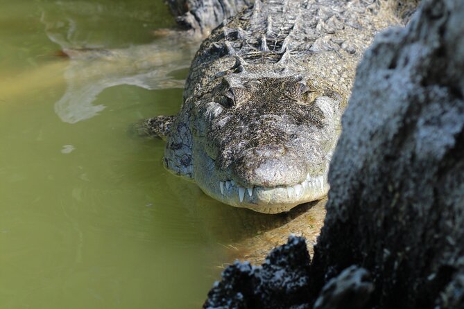 Rio Lagartos+Coloradas Tourist Collective (Lake Rosa)+Cenote - Who should book this Valladolid day trip