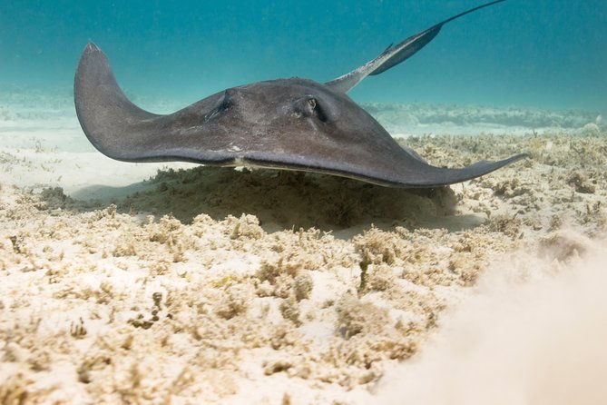 Riviera Maya Luxury Snorkeling Cruise with Lunch and Drinks - Transport and Timing: The Hidden Variable That Can Make or Break the Day