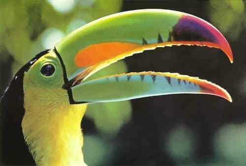 Riviera Maya: Puerto Morelos 4-Hour Bird Watching Tour - Puerto Morelos at dawn: why the schedule feels smarter than it sounds