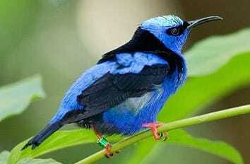 Riviera Maya: Puerto Morelos 4-Hour Bird Watching Tour - The jungle hike plus Botanical Gardens time: what your 4 hours actually gives you