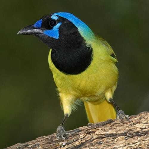 Riviera Maya: Puerto Morelos 4-Hour Bird Watching Tour - What the guides focus on: calling birds, tracking species, and getting lifers