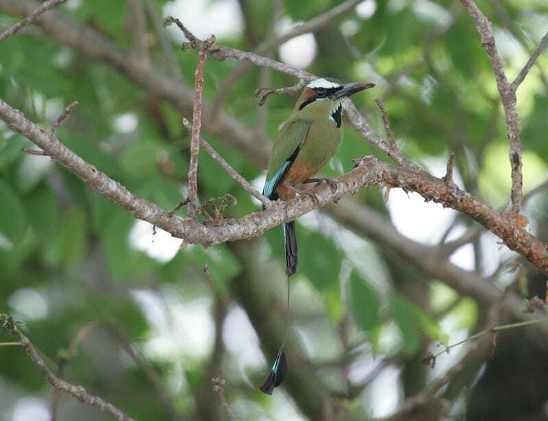 Riviera Maya: Puerto Morelos 4-Hour Bird Watching Tour - Price and value at $690 per group up to 2