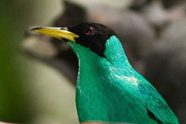 Riviera Maya: Puerto Morelos 4-Hour Bird Watching Tour - Who this tour fits best, and who might want to choose something else