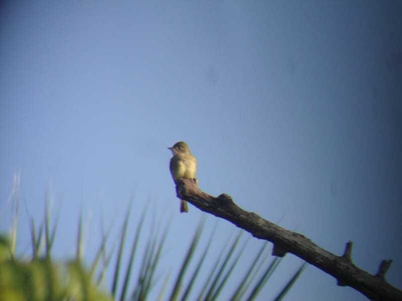 Riviera Maya: Puerto Morelos 4-Hour Bird Watching Tour - Should you book the Riviera Maya Puerto Morelos bird watching tour?