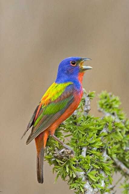 Riviera Maya: Puerto Morelos 4-Hour Bird Watching Tour - The migratory bird angle: how the Yucatan fits into an 800 to 1,000 km journey