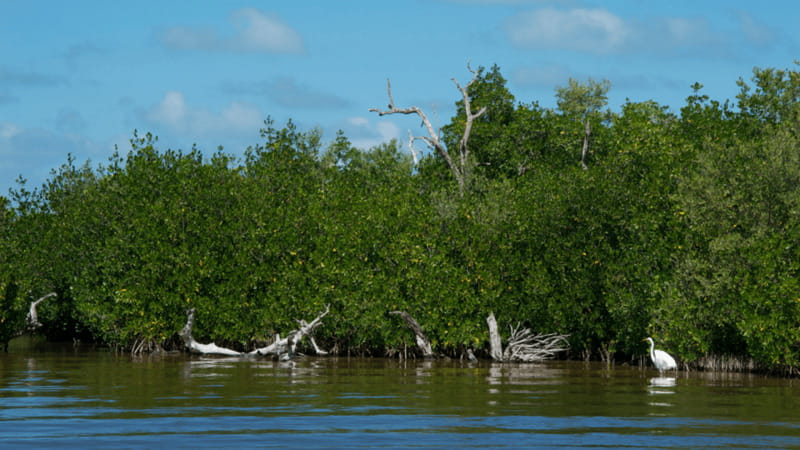 Riviera Maya: Rio Lagartos & Las Coloradas Day Trip w/Lunch - Guides make a difference, and names show up for a reason