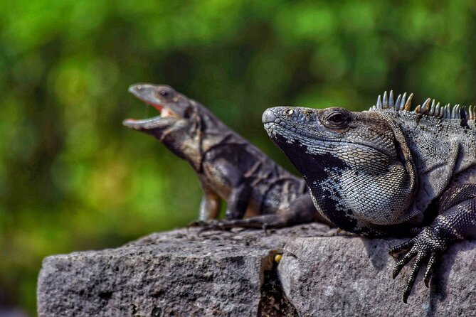 Ruins of Tulum Expres Half Day Private Tour - Price and value: what you really get for $130