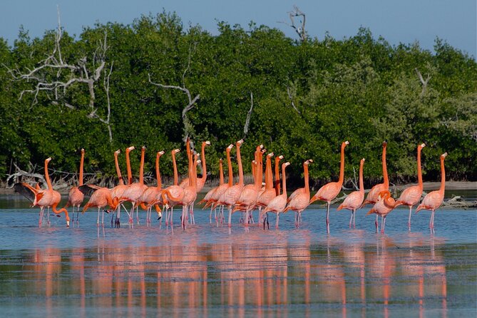 Safari in Rio Lagartos, Coloradas and Mayan Bath - Group size and guide energy: what makes the day feel smooth