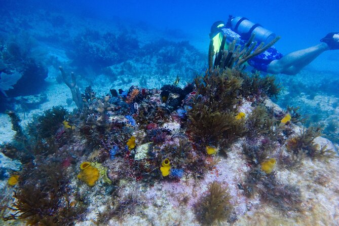 Scuba Diver Certification Course - Where this 2-day certification fits in Isla Mujeres
