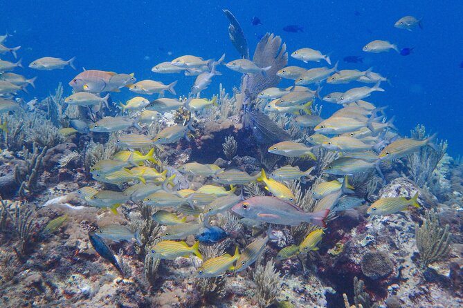 Scuba Diver Certification Course - Day 2 Part 2, National Marine Park outing with 2 tanks