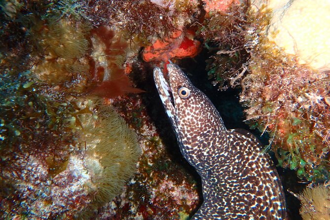 Scuba Diver Certification Course - Safety, instructors, and the small stuff that changes everything