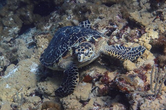 Scuba Diver Certification Course - Price check: is $430 worth it for a 2-day certification?