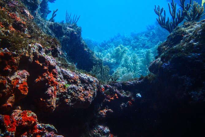 Scuba Diver Certification Course - Who this course is best for in Isla Mujeres