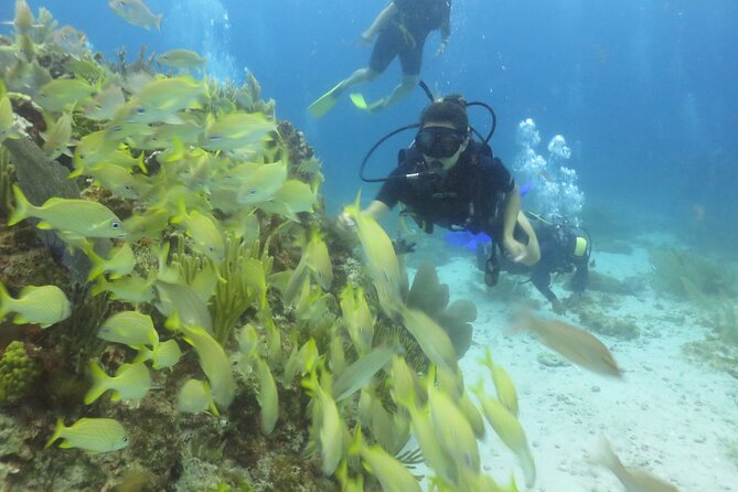 Scuba Diving (1st time) in Cancun Beginner's WELCOMED! - Stop 2: MesoAmerican Reef in the National Park