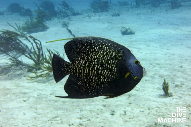 Scuba Diving for Beginners – Tulum Dive Machine - First-Timer Friendly, With a Calm Start in Playa del Carmen