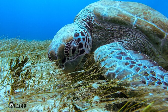 Scuba Diving for Beginners – Tulum Dive Machine - Your First Underwater Session: Calm Water and Real Breathing Skills