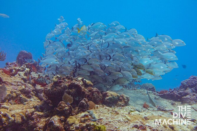 Scuba Diving for Beginners – Tulum Dive Machine - The Tank Switch Break: Food, Water, and a Reset
