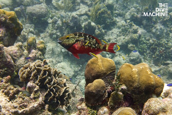 Scuba Diving for Beginners – Tulum Dive Machine - Cuevitas Reef: Turning Basics Into Marine Life