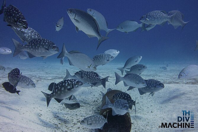 Scuba Diving for Beginners – Tulum Dive Machine - Gear, Boat Transportation, and Why Small Groups Matter