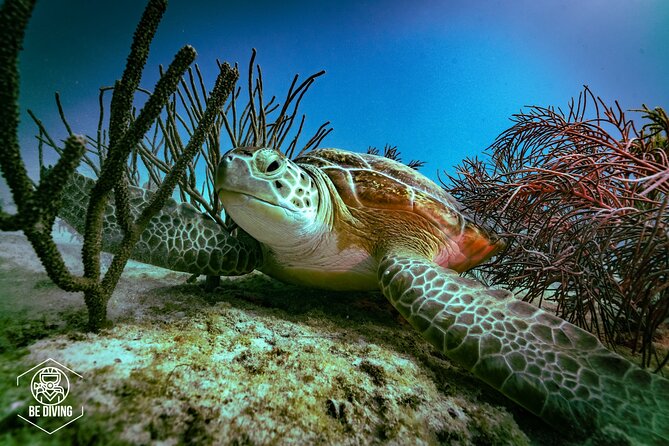 Scuba Diving in Cozumel Island - Key Highlights You Will Care About