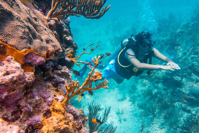 Scuba Diving in Cozumel Island - Cozumel’s Second-Largest Reef: The Real Reason This Trip Works