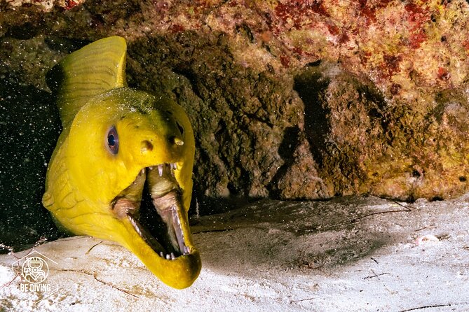 Scuba Diving in Cozumel Island - The Long Surface Break: Snacks, Water, and Minimum 1-Hour Reset