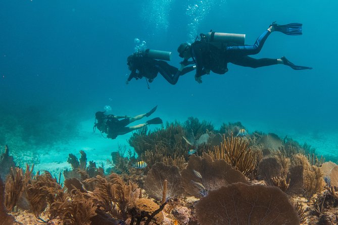 Scuba Diving in Cozumel Island - Price and Value: $220 Covers a Lot, But Not Everything