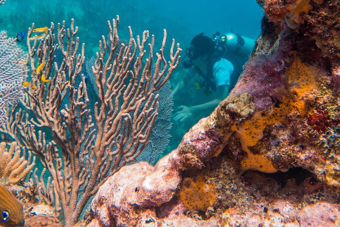 Scuba Diving in Cozumel Island - Where Your Day Starts: Downtown Cozumel to the Marina