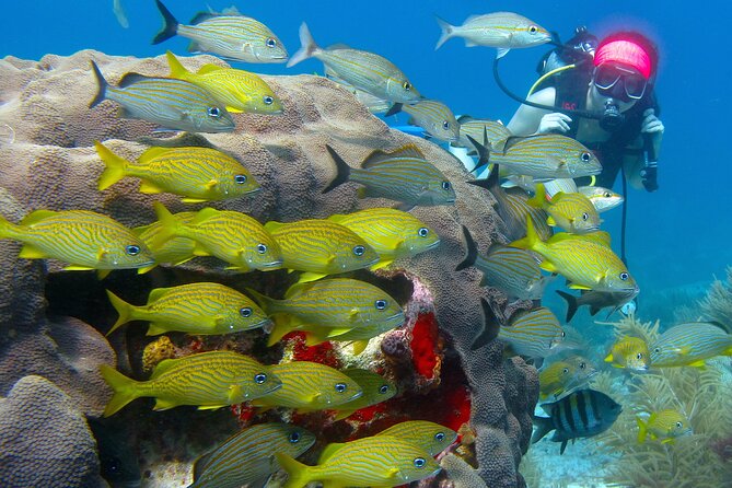 Scuba Diving Under Water Museum and Reef for beginners - MUSA Underwater Museum: seeing 500-plus sculptures with training wheels
