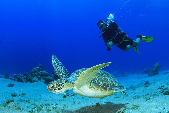Scuba Referral Dives & Beach Club with Transportation In Riviera Maya - Key highlights worth planning for