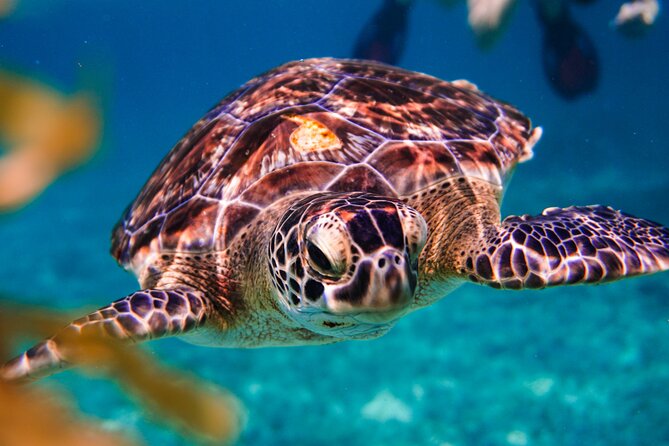 Sea turtle and cenotes half day Snorkeling Tour from Riviera Maya - Chikin Ha Cenotes: Three Swims and an Underground Walk