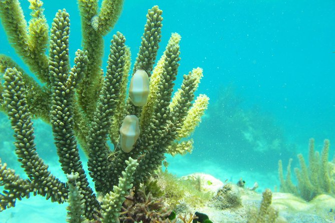Sea turtle and cenotes half day Snorkeling Tour from Riviera Maya - Guide Quality Matters, and This Tour Has Strong Ones