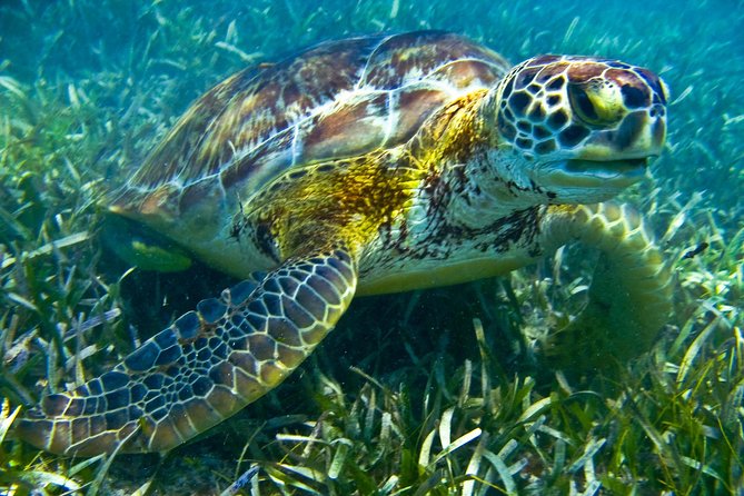 Sea turtle and cenotes half day Snorkeling Tour from Riviera Maya - What’s Provided, What’s Not, and What to Bring