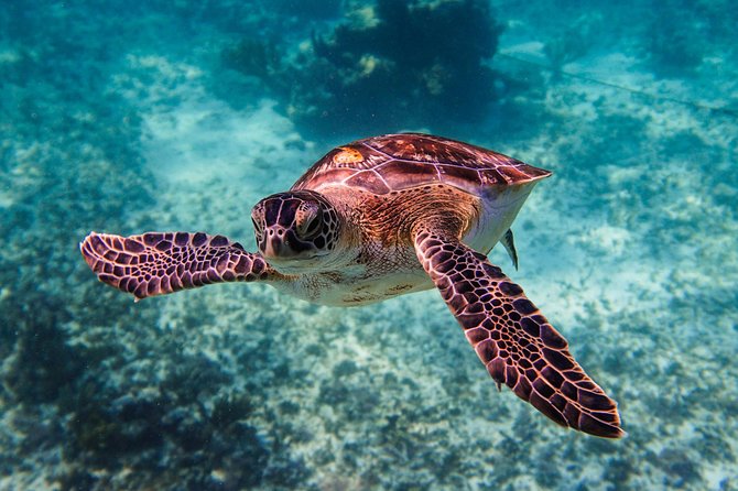 Sea turtle and cenotes half day Snorkeling Tour from Riviera Maya - My Booking Advice: Should You Choose This Tour?