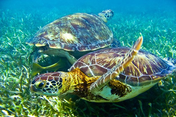 Sea turtle and cenotes half day Snorkeling Tour from Riviera Maya - Getting There From Playa del Carmen: Pickup, Vans, and Time