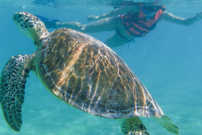 Sea Turtle Snorkeling Ecofriendly Tour from Cancun & Riviera Maya - Cenote Snorkeling on La Ruta de los Cenotes: The Other Half of the Story