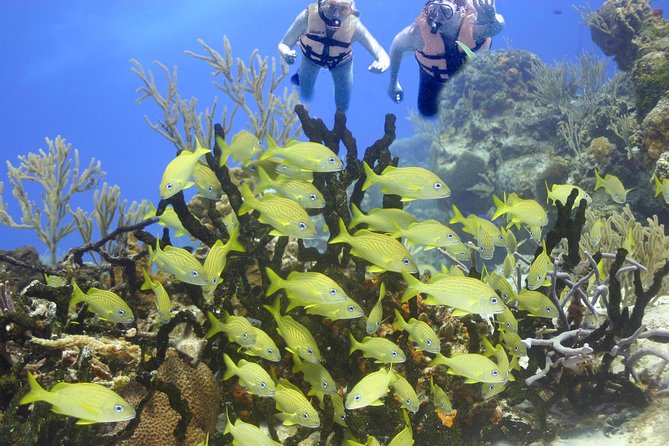 Sea Turtle Snorkeling Ecofriendly Tour from Cancun & Riviera Maya - Snorkel Equipment, Snacks, and What to Bring