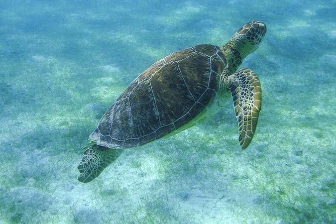 Sea Turtle Snorkeling Ecofriendly Tour from Cancun & Riviera Maya - Hygiene, Health, and the Ecofriendly Touch You Will Notice