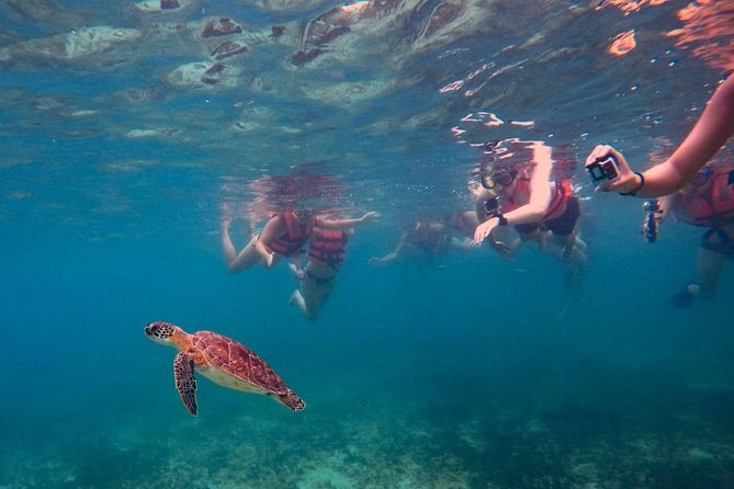 Sea Turtle Snorkeling Ecofriendly Tour from Cancun & Riviera Maya - Who This Tour Suits Best (And Who Might Want a Different Plan)