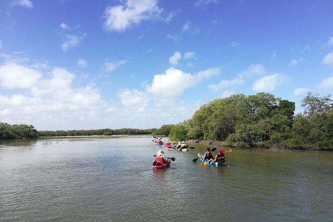 Shared mangroves kayak tour in Holbox - The guide effect: better spotting, less guesswork