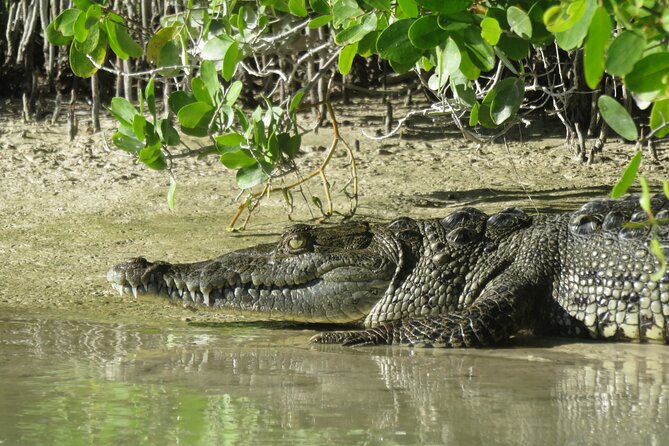 Shared mangroves kayak tour in Holbox - Best time to go on Holbox for birds and calmer paddling