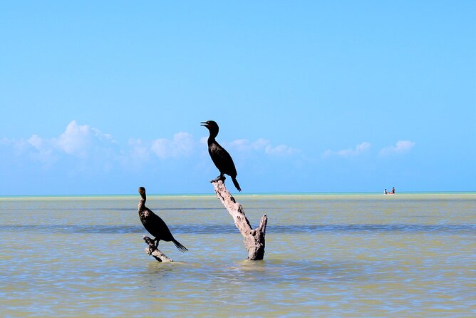 Shared mangroves kayak tour in Holbox - Who this kayak tour fits best on Isla Holbox