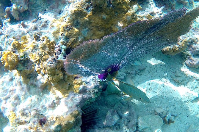 SkyReef Cozumel Snorkel & Tequila Tasting - Tequila tasting: what you should know before you sample