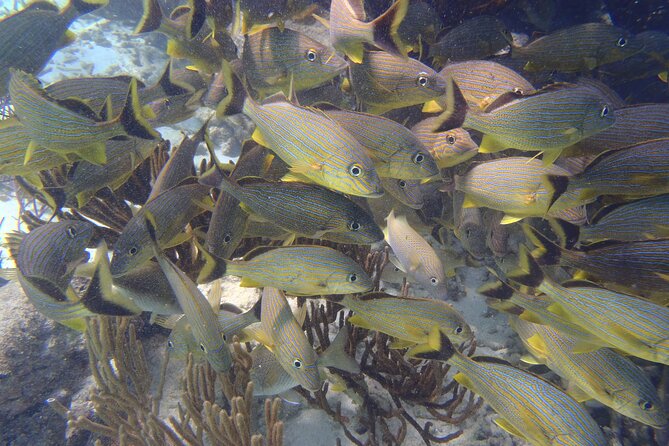 Small-Group Mesoamerican Barrier Reef Snorkeling in Puerto Morelos - Small-group format: why max 8 feels different in the water