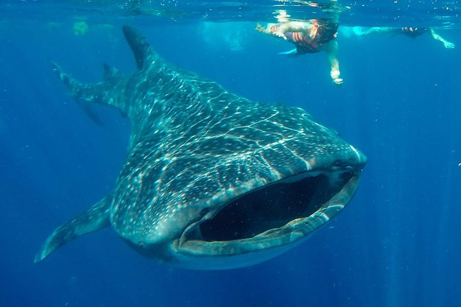 Small Group Whale Shark Encounter - 10 years in business - Kay Tours Mexico Whale Shark Encounter: The Early Start That Matters