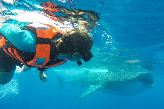 Small Group Whale Shark Encounter - 10 years in business - 5 Key Reasons This Whale Shark Tour Feels Personal