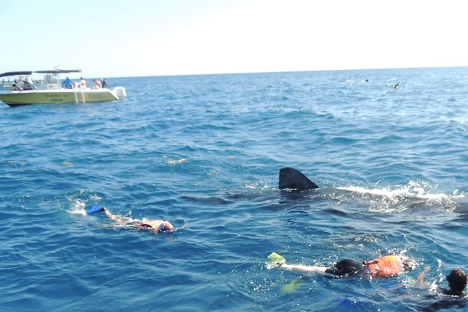 Small Group Whale Shark Encounter - 10 years in business - Breakfast and Snacks: Included Fuel for Cool Water